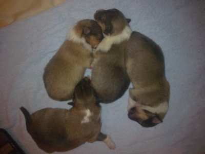 Goasfroment - LES CHIOTS DE RIHANNA..................