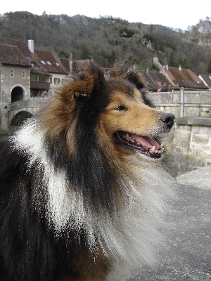 Goasfroment - NEWS photos d ANDY  dit  o' ptit bonheur des romarins de mayerling