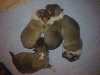  - LES CHIOTS DE RIHANNA..................