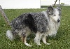  - mon 1er shetland bleu -merle en 1991