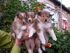  - CHEZ UNE AMIE : 3 CHIOTS  DE disponibles