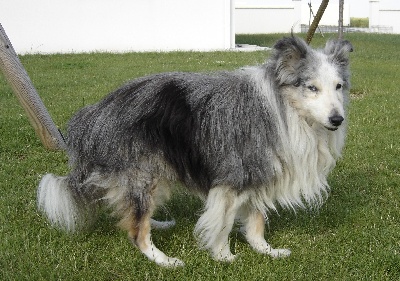 Goasfroment - mon 1er shetland bleu -merle en 1991