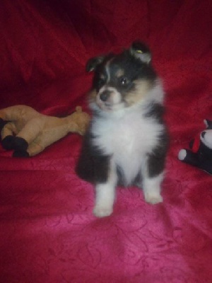 Goasfroment - chiot disponible