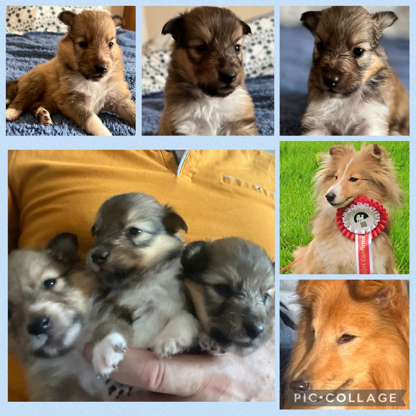 Trois superbes chiots disponibles fin août /début septembre 2026