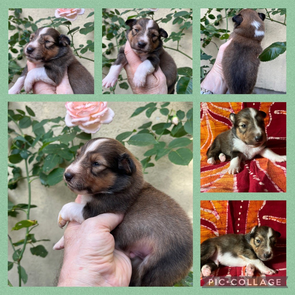 Chiot mâle fauve