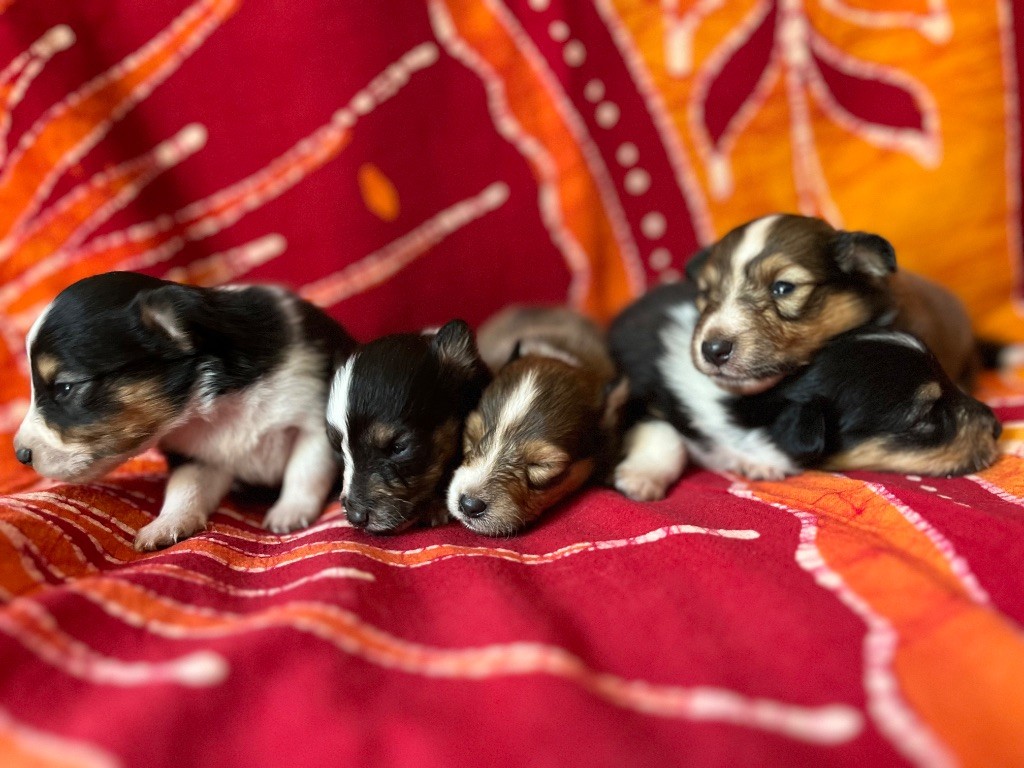 Adorables chiots disponibles pour fin juillet début août 