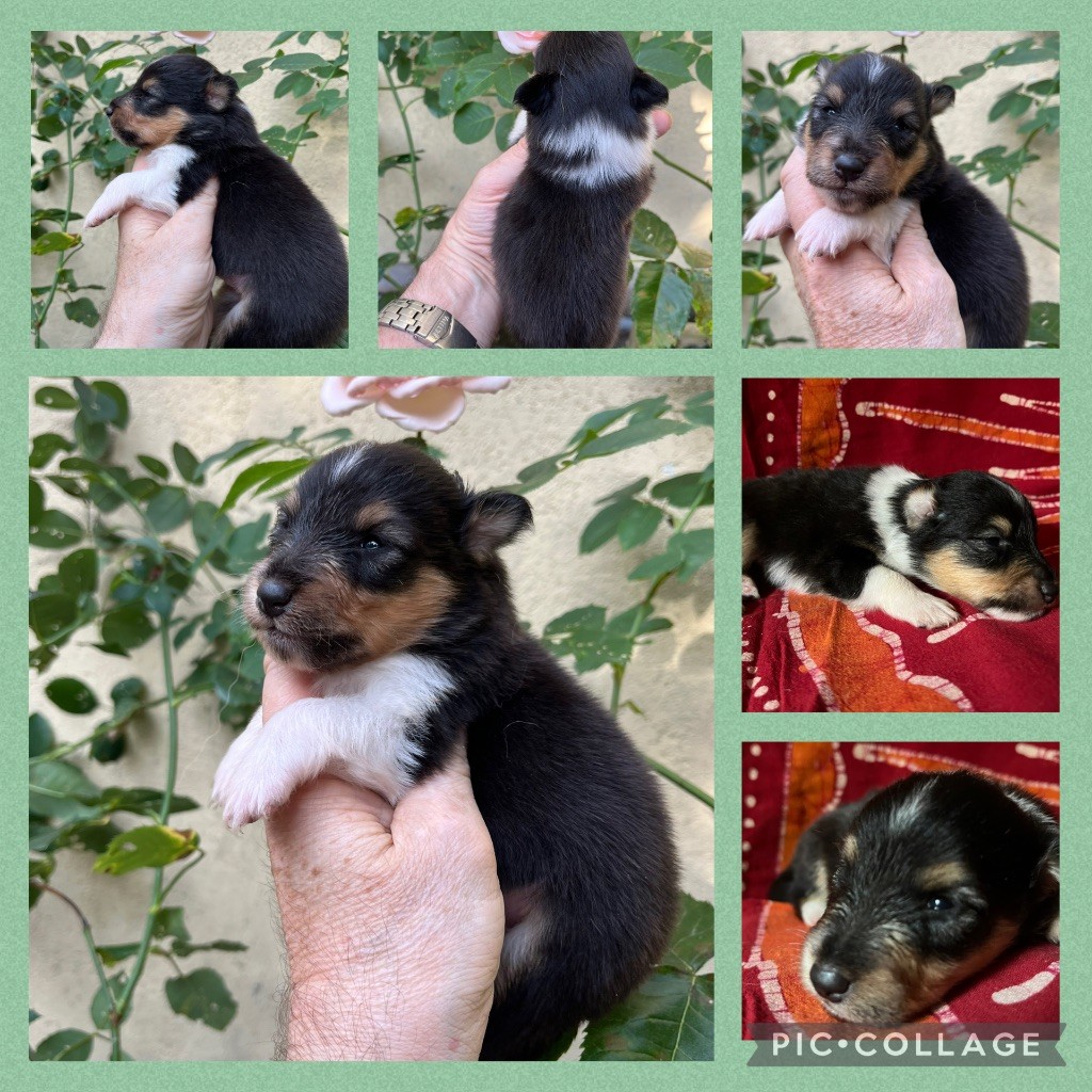 Chiot femelle tricolore 